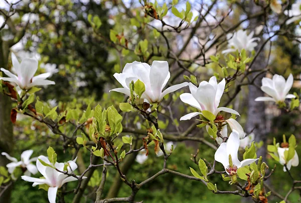 Blooming magnolia with beautiful white flowers — Stock Photo, Image