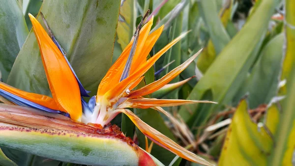 Closeup de flor de Strelitzia Reginae (flor de pássaro do paraíso ) — Fotografia de Stock