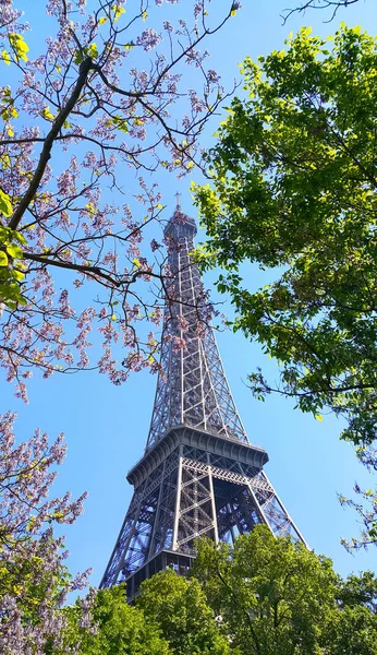 Eiffel-torony, a kék ég háttér gyönyörű virágzó fa — Stock Fotó