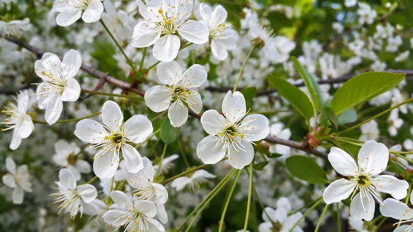 Beautiful branch of spring blooming tree — Stock Photo, Image
