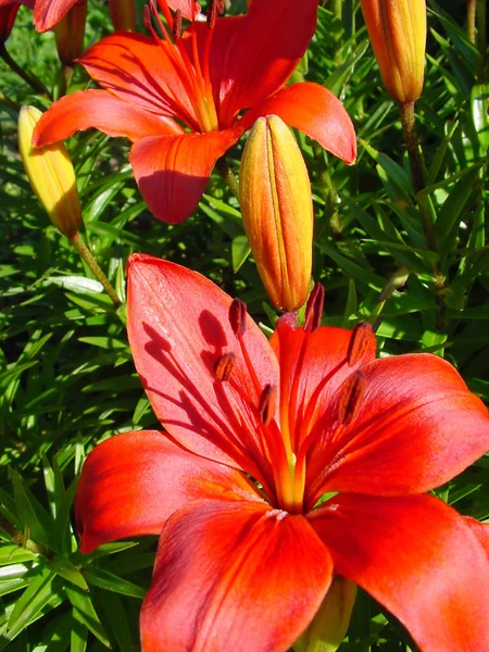 Bellissimo fiore di giglio rosso — Foto Stock