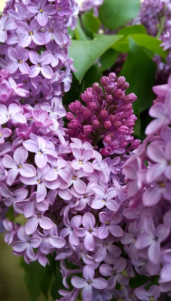 Vackra blommande lila blommor — Stockfoto