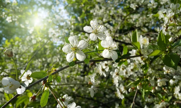 Branch of spring blooming tree with white flowers — Stock Photo, Image