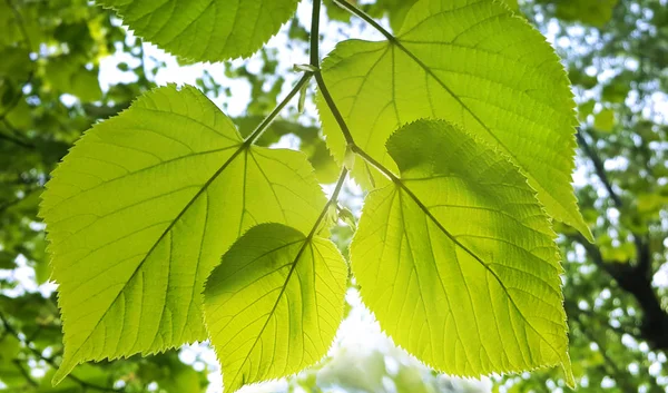 Vårens gröna gren av linden träd — Stockfoto