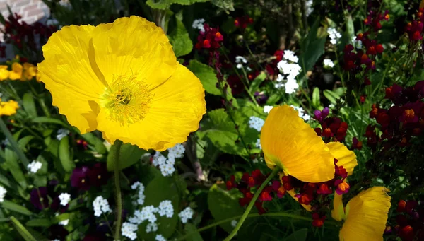 美丽的黄色罂粟 — 图库照片