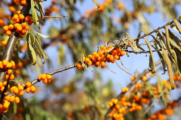 Branches of sea buckthorn — Stock Photo, Image