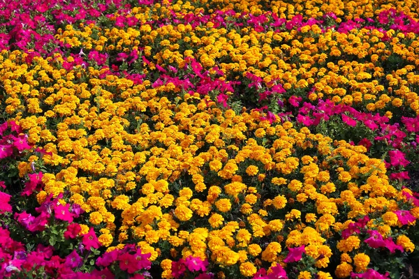 Gyönyörű Marigolds (Tagetes) és rózsaszín Petunia virág — Stock Fotó