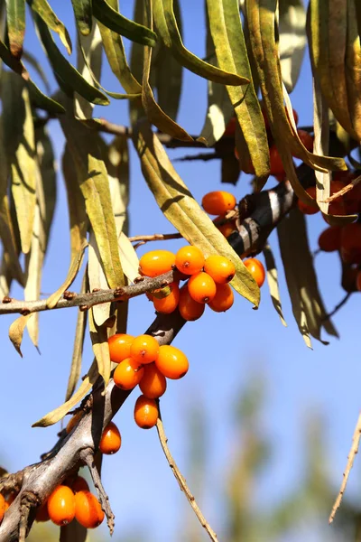 Branches of sea buckthorn — Stock Photo, Image