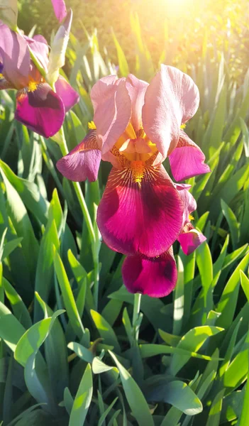 Güneş ışığı güzel Iris çiçeği — Stok fotoğraf