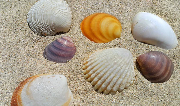 Deniz kabuklarını closeup bir kum üzerinde — Stok fotoğraf