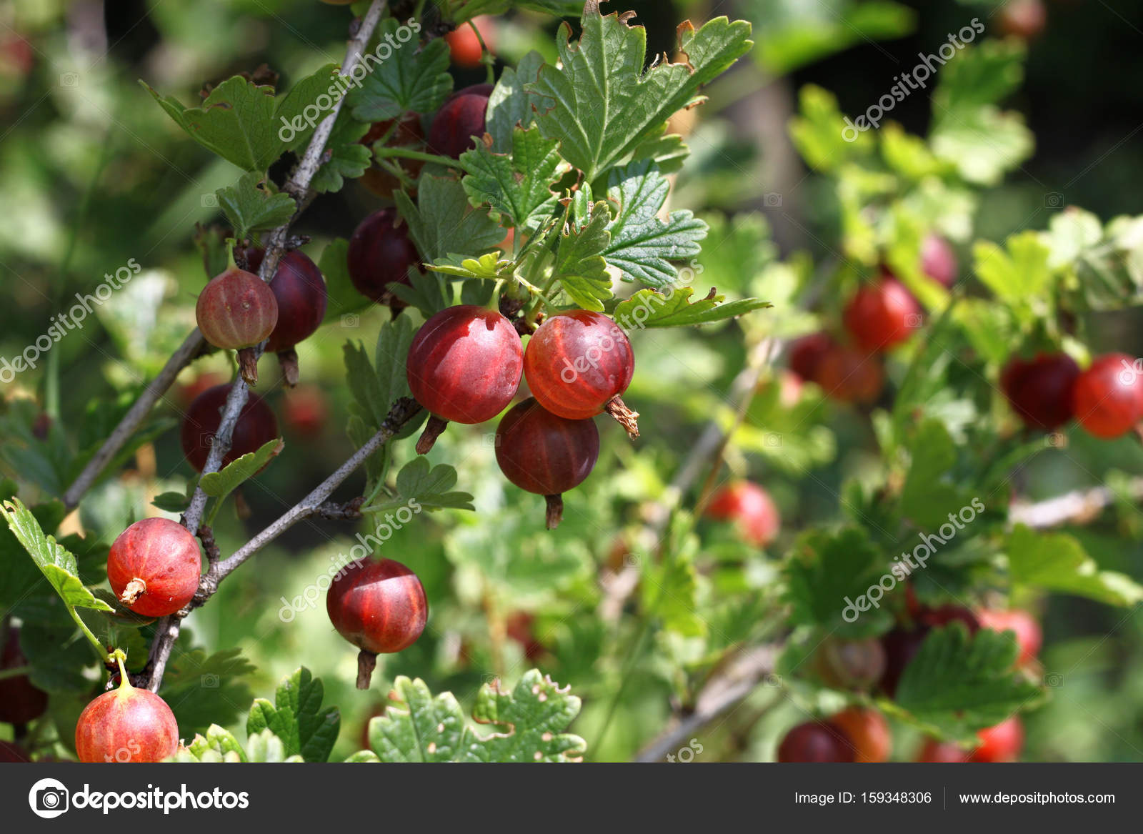 Stachelbeerzweig mit reifen Beeren — Stockfoto © Dink101 159348306