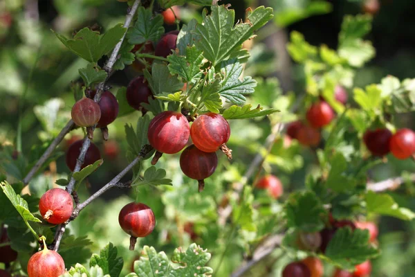 Kruisbes tak met rijpe bessen — Stockfoto