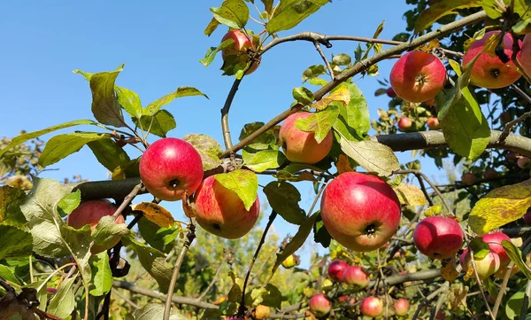 Takken van een appelboom met rijpe rode appels — Stockfoto