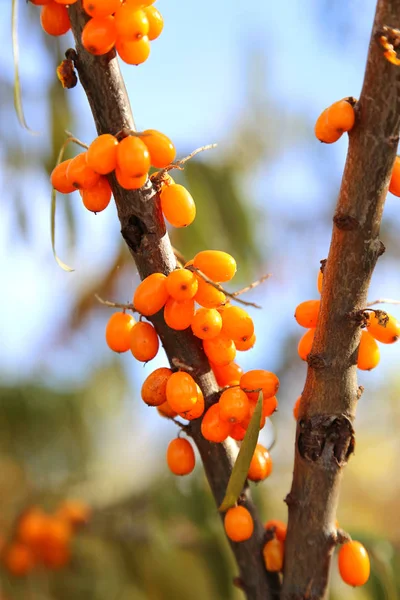 Branches of sea buckthorn — Stock Photo, Image