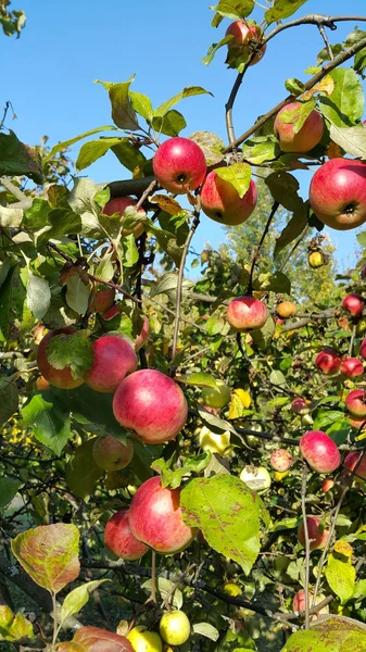 สาขาของต้นแอปเปิ้ลที่มีแอปเปิ้ลสีแดงสุก — ภาพถ่ายสต็อก
