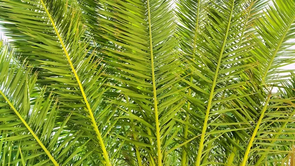 Illustration of palm branches closeup — Stock Photo, Image