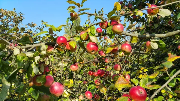 Takken van een appelboom met rijpe rode vruchten — Stockfoto