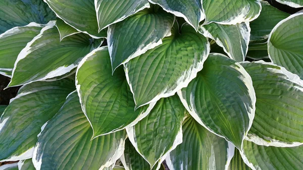 Hojas verdes y blancas de hosta — Foto de Stock