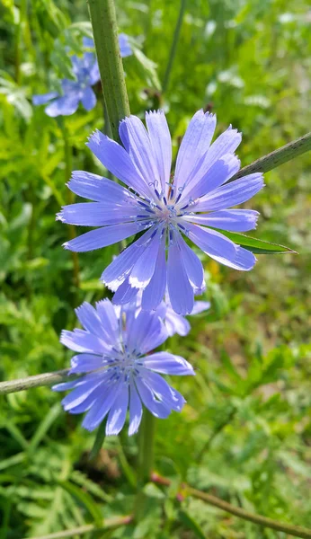 Blue flowers of natural chicory — Stock Photo, Image