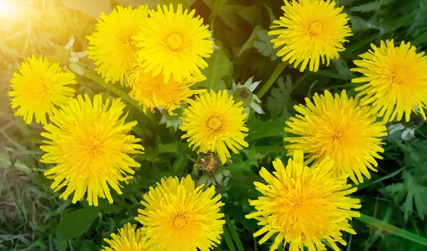 Imagen de flores de diente de león amarillo — Foto de Stock