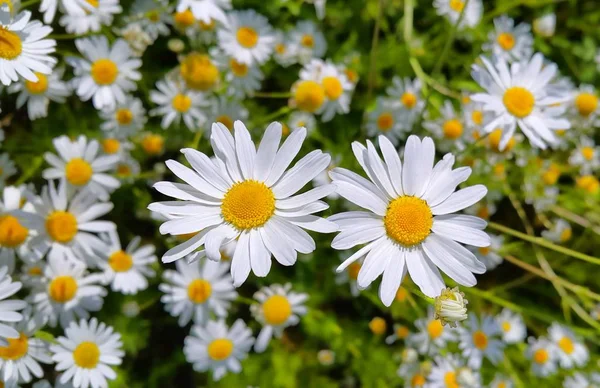 Belles fleurs de camomille — Photo