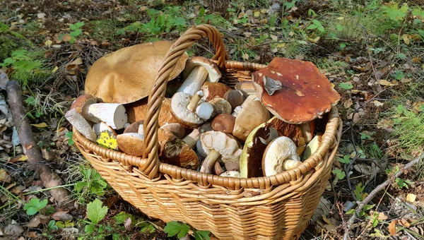 Basket with edible mushrooms — Stock Photo, Image