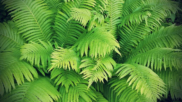 Green fresh fern branches — Stock Photo, Image