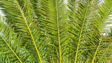 Palmiye dalları yakın çekim arka plan
