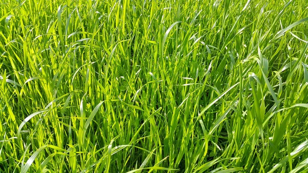 Fresh green grass close-up — Stock Photo, Image