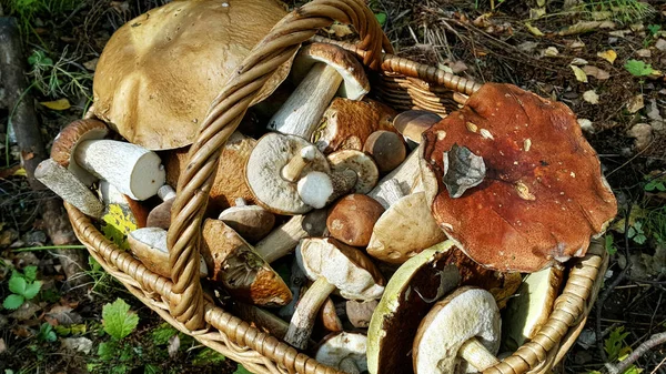 Корзина с съедобными грибами — стоковое фото