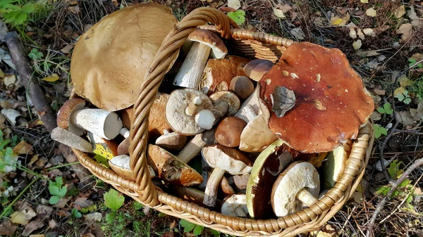 Basket with edible mushrooms — Stock Photo, Image