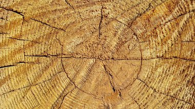 Yüzük ve çatlaklar desenli doğal ahşap doku