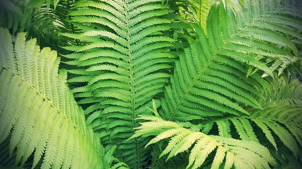 Grüne frische Farnzweige — Stockfoto