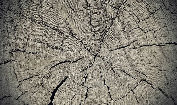 Vieille texture naturelle en bois avec anneaux et fissures — Photo