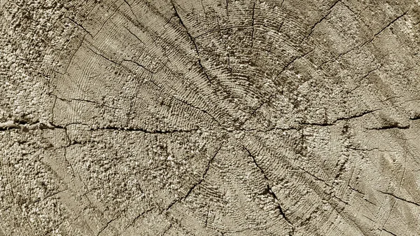 Textura de madeira natural com padrão de anéis e rachaduras — Fotografia de Stock