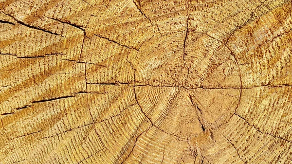 Texture naturelle en bois avec anneaux et fissures — Photo