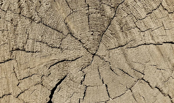 Vieille texture naturelle en bois avec anneaux et fissures — Photo