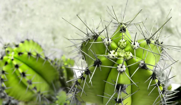 Cactus met grote scherpe naalden — Stockfoto