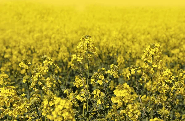 Feld der Blumen Winterkresse — Stockfoto