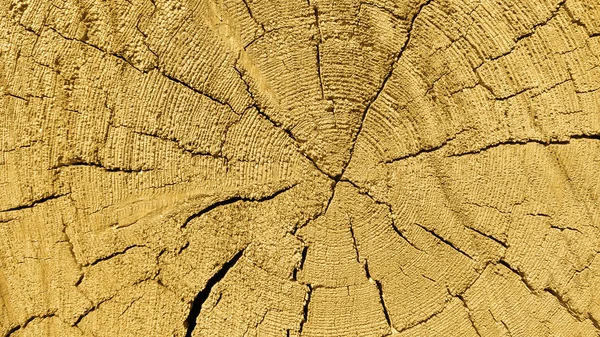 Natuurlijke houten textuur met ringen en scheuren patroon — Stockfoto