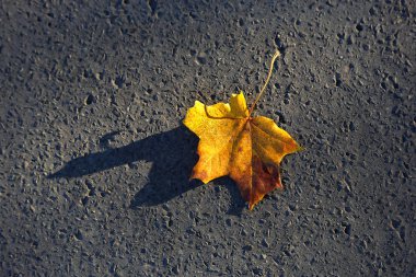 Düşmüş Akçaağaç Yaprağı