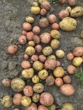 Yerde taze organik patates