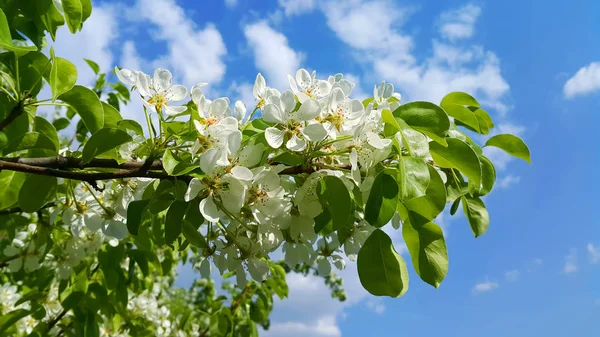 Hermosa rama de un árbol frutal de primavera con hermoso flo blanco —  Fotos de Stock