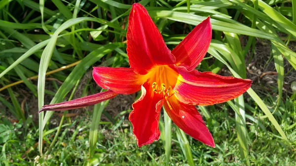 Güneşli bir günde güzel parlak kırmızı daylily — Stok fotoğraf