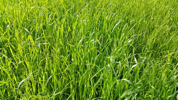 Fresh green grass close-up — Stock Photo, Image