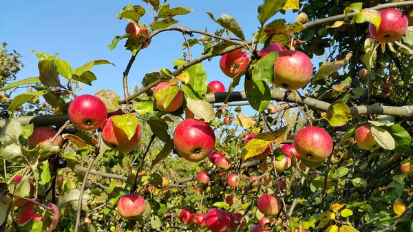 Grenarna på ett apple-träd med mogna röda äpplen — Stockfoto