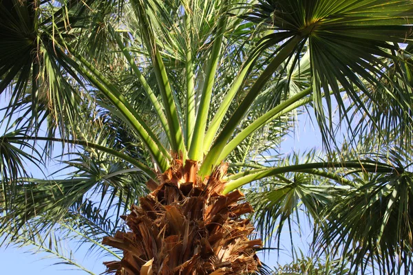 Upper branches of palm tree — Stock Photo, Image