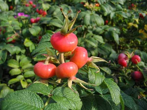 Nypon bär. Dog rose frukter (Rosa canina). Vilda nypon. — Stockfoto
