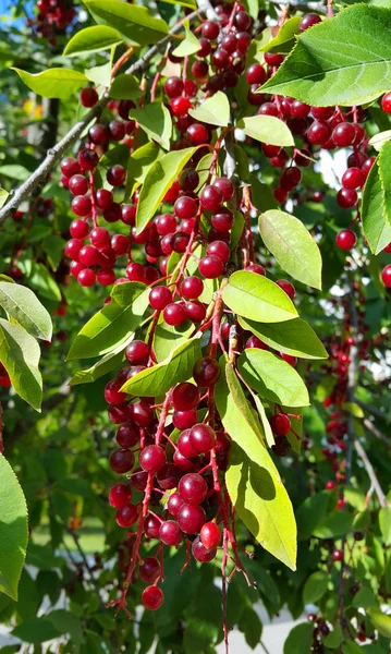Branches of bird cherry with berries — Stock Photo, Image