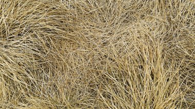 Kuru bitkiler ile doğa arka plan